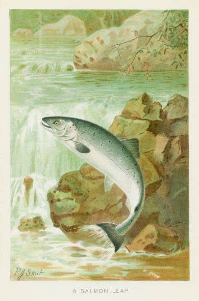 Salmon leap chromolithograph 1896 The Royal Natural History by Richard Lydekker, London - Frederick Warne & Co and New York 1896 salmon animal illustrations stock illustrations