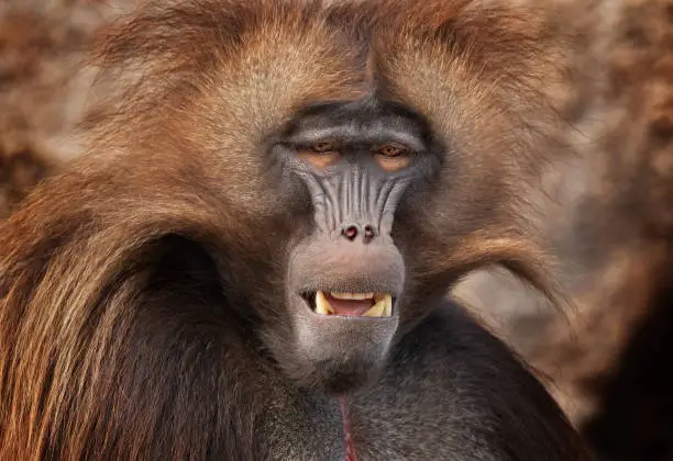 Portrait of a grimacing male gelada (Theropithecus gelada) the leader of a group.