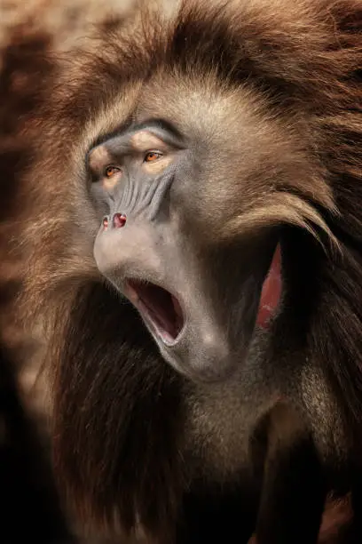 Yawning male gelada (Theropithecus gelada) the leader of a group.