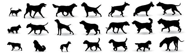 ilustraciones, imágenes clip art, dibujos animados e iconos de stock de perro razas silueta conjunto - black labrador black dog retriever