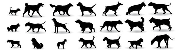 ilustrações de stock, clip art, desenhos animados e ícones de dog breeds silhouette set - side view dog dachshund animal