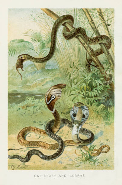 コブラ ヘビ chromolithograph 1896 - rat snake illustrations点のイラスト素材／クリップアート素材／マンガ素材／アイコン素材