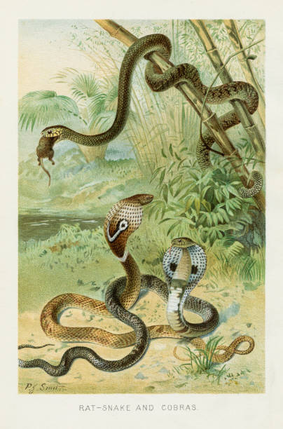 chromolitograf węża kobry 1896 - rat snake illustrations stock illustrations