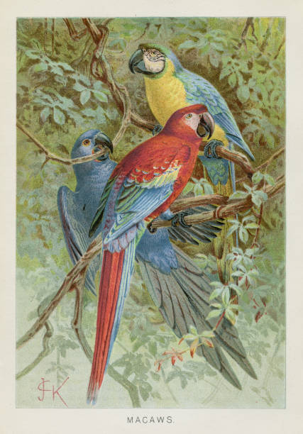 chromolit chromolitograf macaws 1896 - egzotyczny ptak obrazy stock illustrations