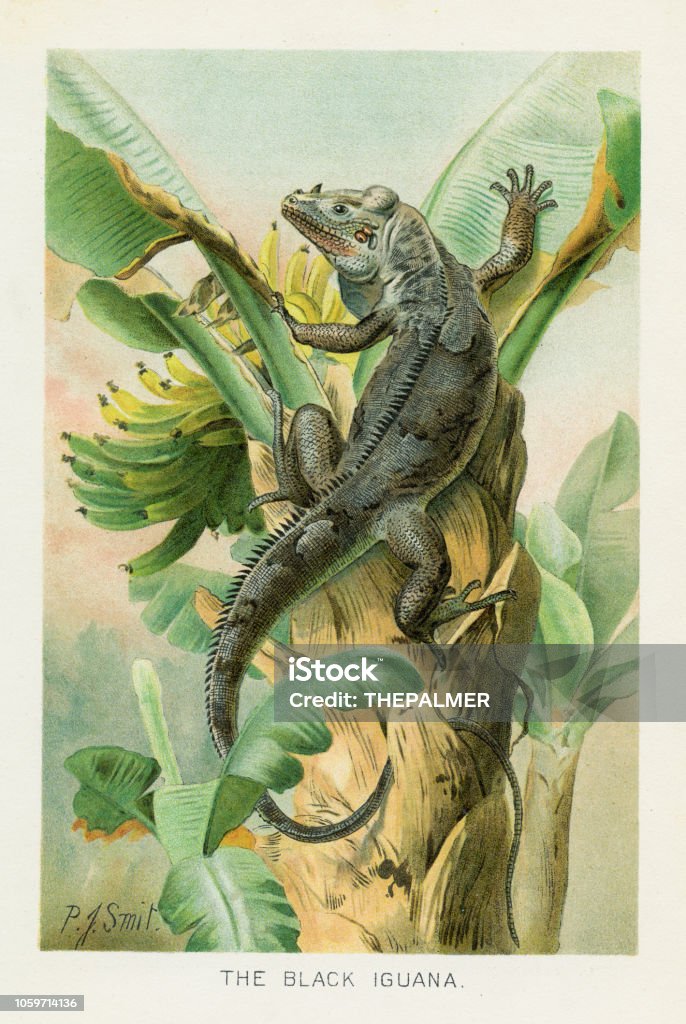 Black iguana chromolithograph 1896 The Royal Natural History by Richard Lydekker, London - Frederick Warne & Co and New York 1896 Old-fashioned stock illustration