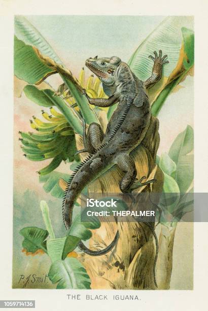 Black Iguana Chromolithograph 1896 Stock Illustration - Download Image Now - Old-fashioned, Retro Style, Iguana
