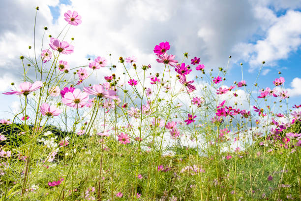 istock Pink cosmoes in blue sky 1059714694