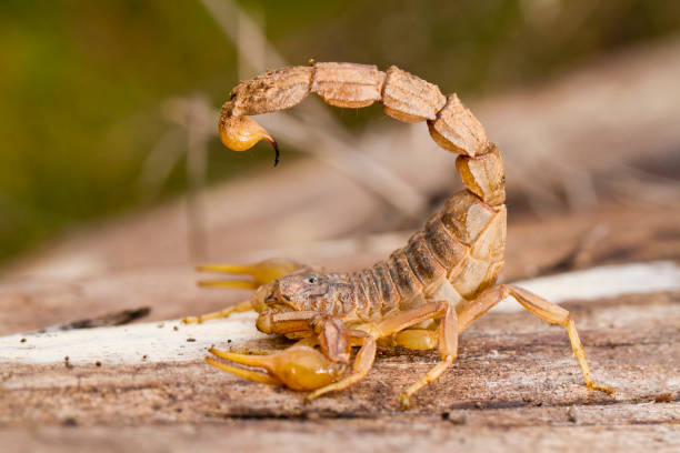 buthus skorpion (scorpio occitanus) - skorpion spinnentier stock-fotos und bilder