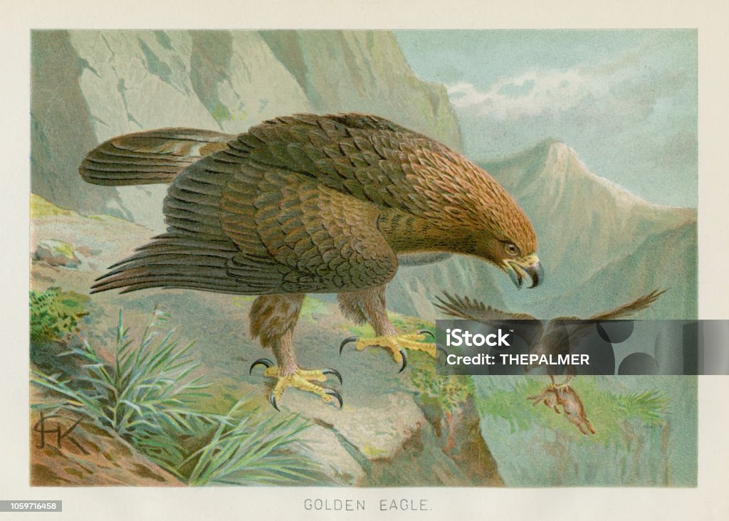 Golden eagle chromolithograph 1896 The Royal Natural History by Richard Lydekker, London - Frederick Warne & Co and New York 1896 Chromolithograph stock illustration