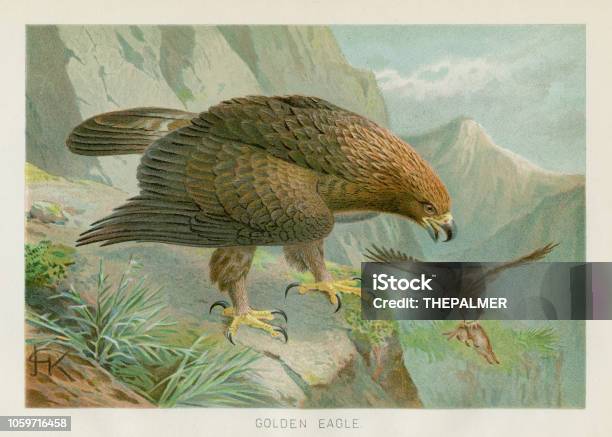 Golden Eagle Chromolithograph 1896 Stock Illustration - Download Image Now - Chromolithograph, Old-fashioned, Retro Style