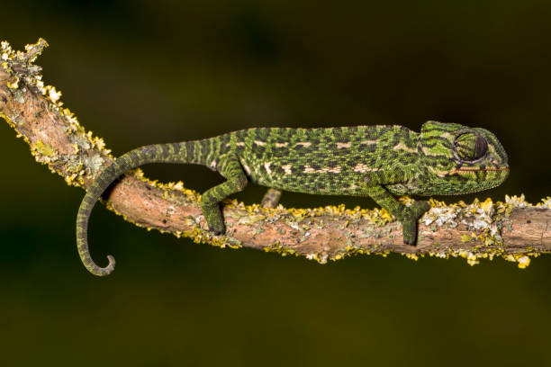 istock baby Mediterranean Chameleon 1059716476