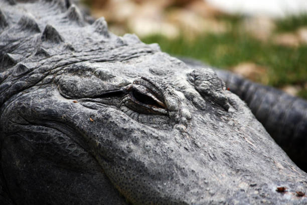 istock head of a sleepy crocodile 1059716680