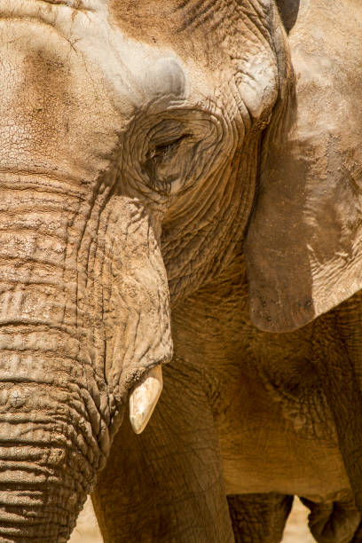 istock African Elephant on a zoo 1059716874
