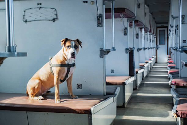 istock Dog sits in an empty vintage passenger train car 1059717140