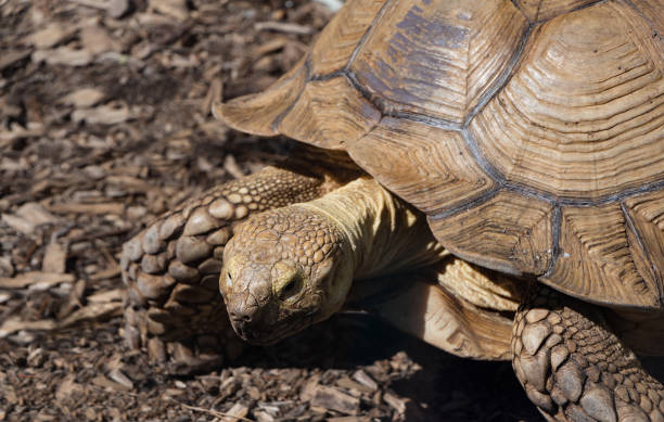 istock Old giant tortoise on mulch background 1059718862