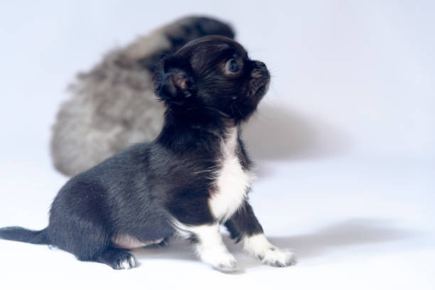 istock black Chihuahua puppies on white background 1059718958