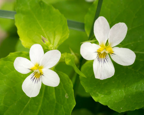 Close up of two Canadian white violets stock photo