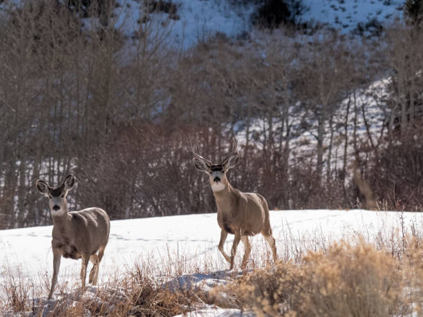 Two white tailed deer in Winter, on the move stock photo