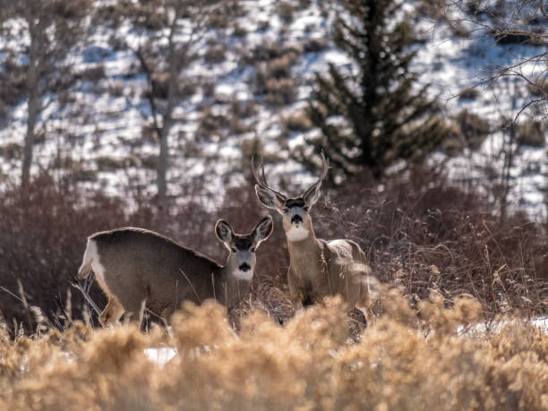 Male and female white tailed deer in Colorado stock photo
