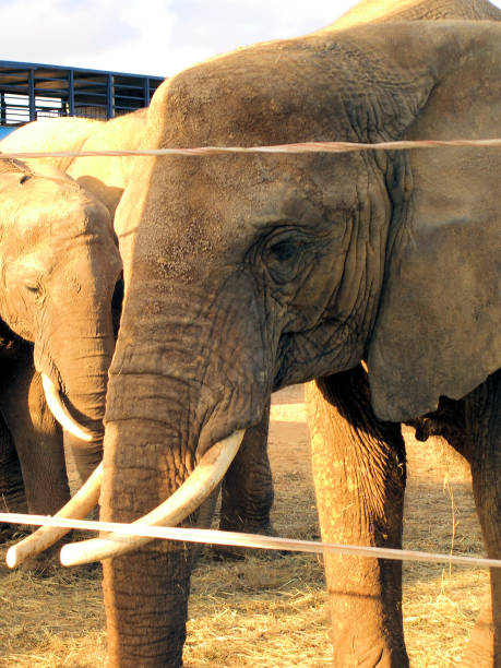 istock elephant on the outdoor 1059720200
