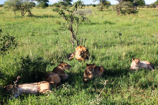 istock A group of lions 1059721830