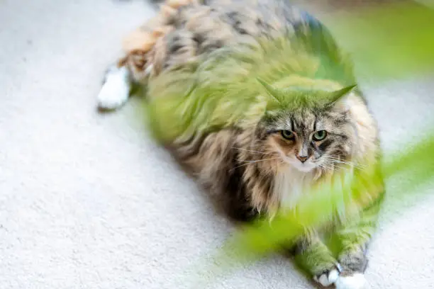 Above high angle view on one big, large maine coon cat lying on carpet floor in home, house, apartment living room by window, bright natural light