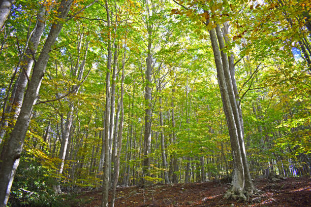 istock Forest in autumn El Montseny Barcelona 1059722060