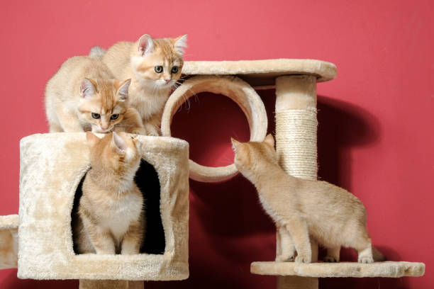istock cat christmas happy 1059722128
