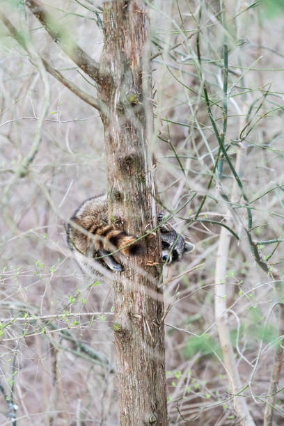 istock Wild raccoon climbing tree trunk, hiding behind, scared looking at camera, waiting, tail around, hanging 1059722260