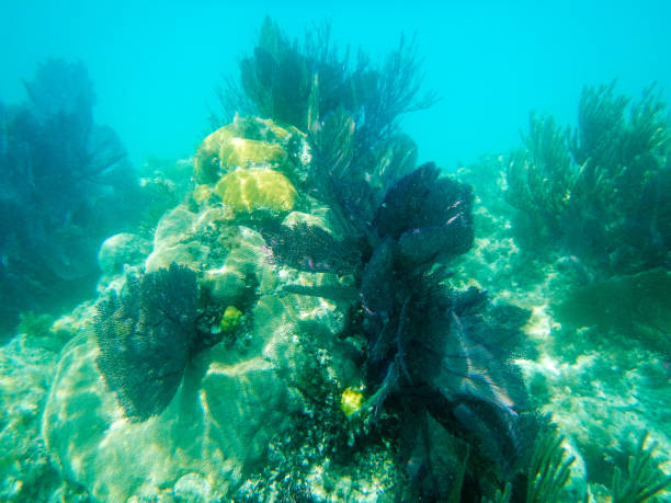 istock Coral reef at Deep Bay, Bermuda 1059722324