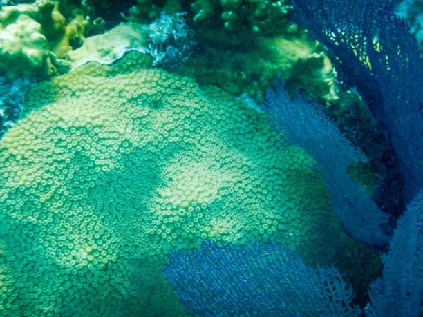 istock Great star coral at Deep Bay, Bermuda 1059722334