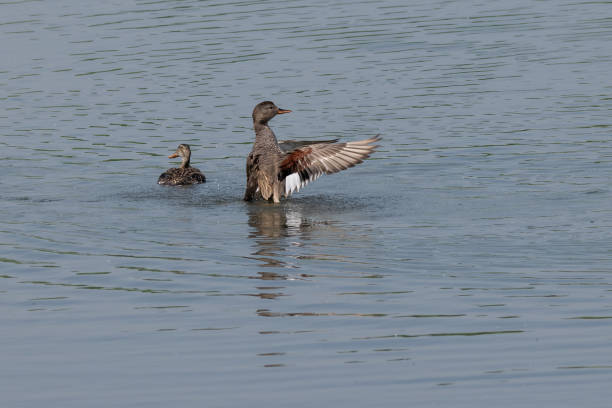 istock Gadwall duck (Anas strepera) stretching wings after preening 1059722462