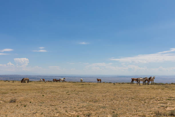 Wild Horses in the High Desert