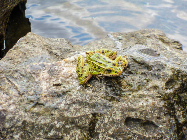 istock Leopard Frog by the Lake 1059722670