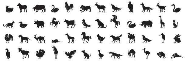 Animal Icon Silhouette Set and Variation of Domestic and wild animals silhouettes ravens symbol stock illustrations