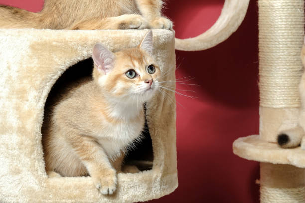 istock cat christmas happy 1059722828