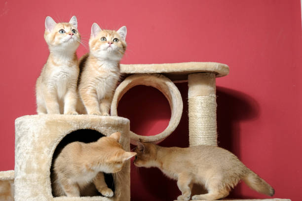 istock cat christmas happy 1059723318