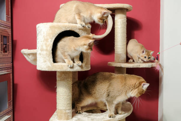 istock cat christmas happy 1059723414