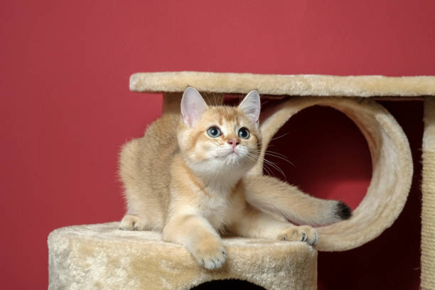 istock cat christmas happy 1059725128