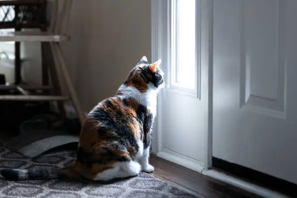 Photo of Sad, calico cat sitting, looking through small front door window on porch, waiting on hardwood carpet floor for owners, left behind abandoned