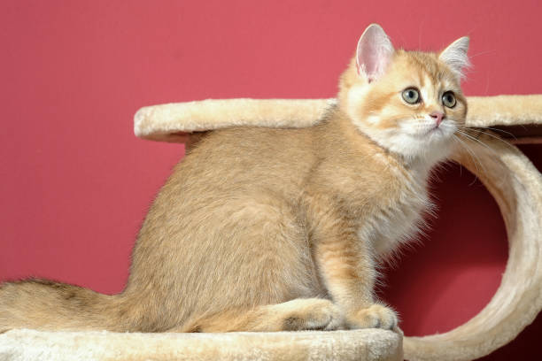istock cat christmas happy 1059725940