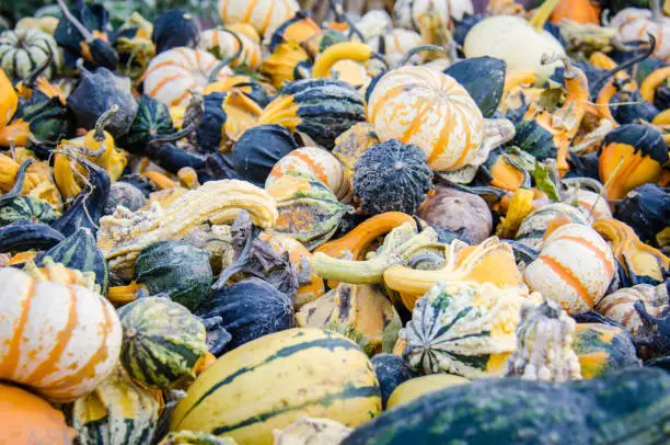 Pile of colorful gourds and pumpkins at a pumpkin patch