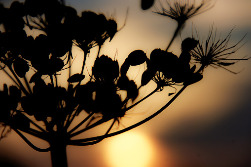 Wld valerian in silhouette at sunset