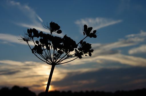 Wld valerian in silhouette at sunset