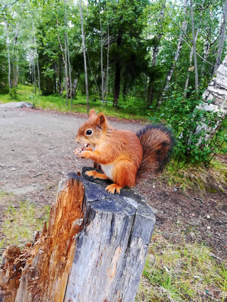 scoiattolo rosso europeo seduto su ceppo di vecchio albero nella foresta e rode ghiande, da vicino. - cracking the code foto e immagini stock