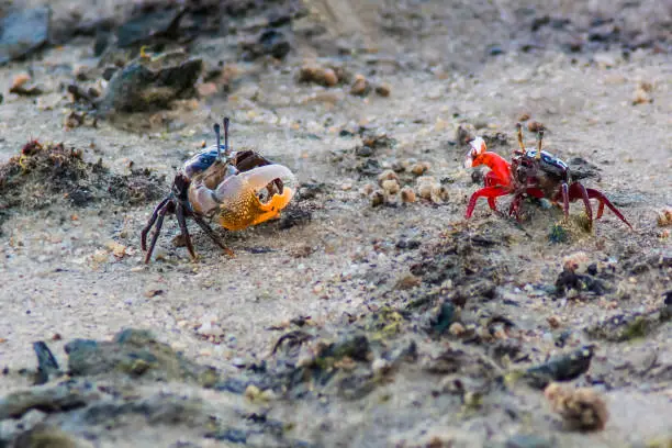 Photo of two colored crab on the beach