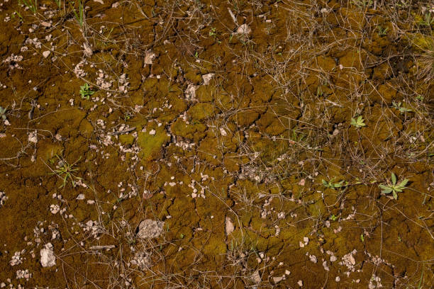 istock dry ground with small rocks 1059735812