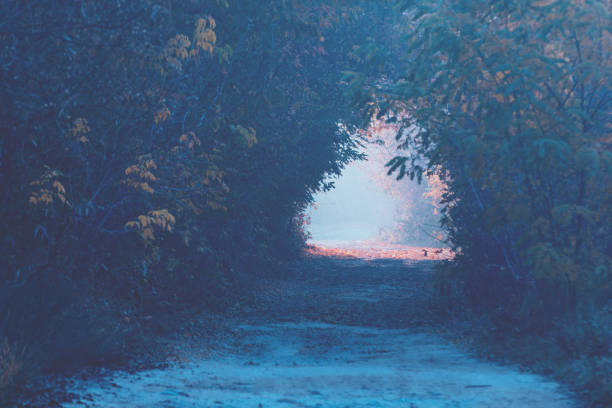 istock Tunnel from trees in autumn 1059736342