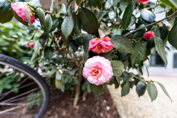 Spring or summer pink red roses wide angle closeup of bush in green garden with bicycle bike in Washington DC