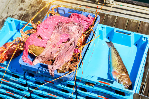 istock Container with catch sea delicacies lobster Blanes 1059736544